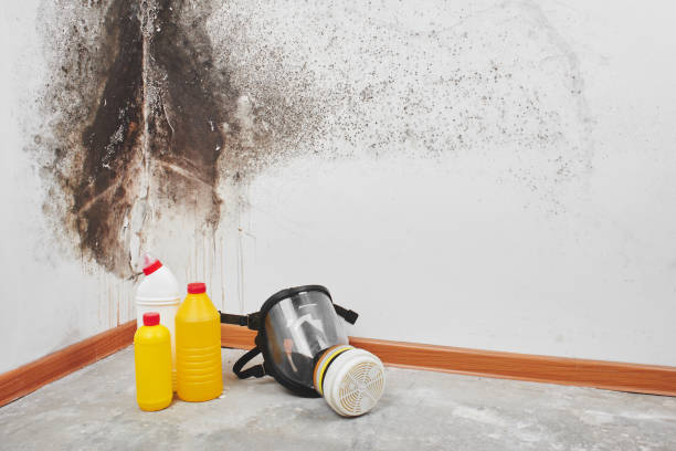 Best Insurance-Related Mold Remediation in Aurora, IL