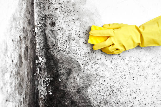 Best Emergency Mold Remediation in Aurora, IL