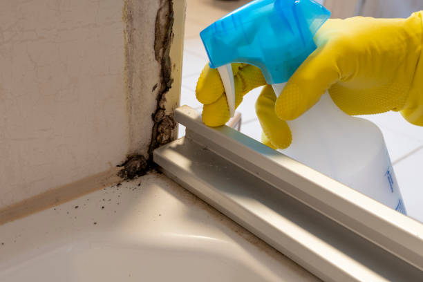 Best Basement Mold Remediation in Aurora, IL