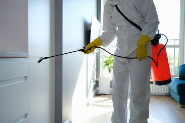 Best Kitchen Mold Remediation in Aurora, IL