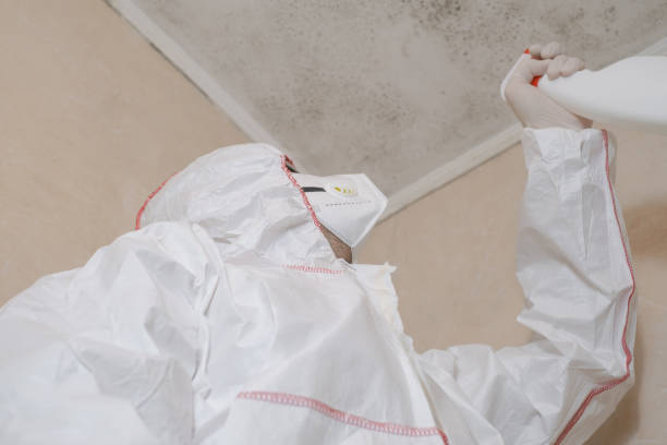 Best Commercial Mold Remediation in Aurora, IL