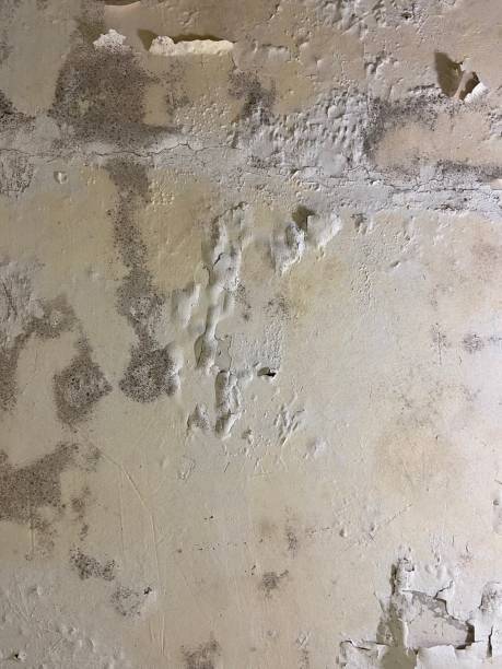 Best Mold Remediation for Schools in Aurora, IL