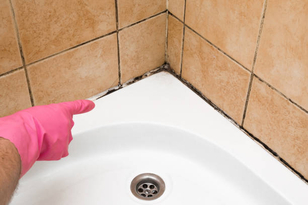 Best Post-Flood Mold Remediation in Aurora, IL